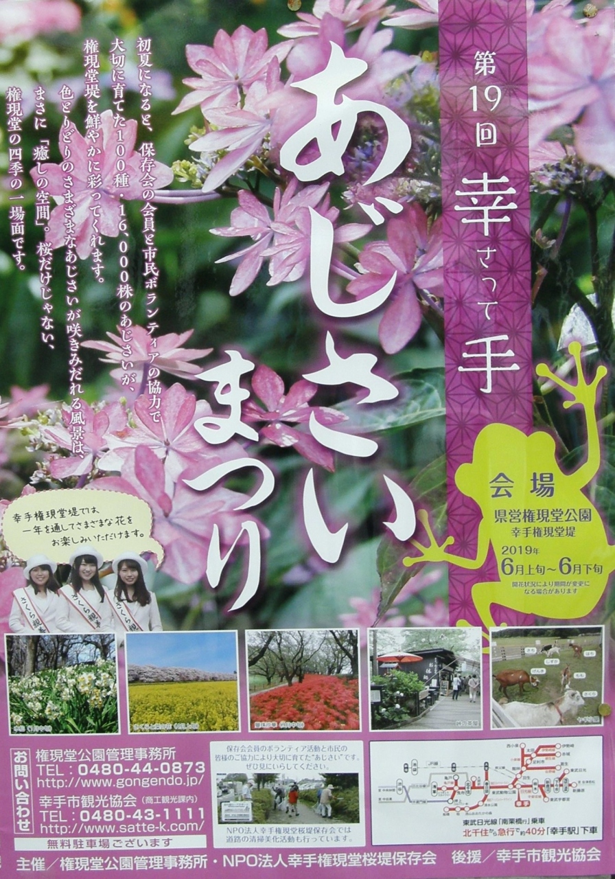 我家の庭の紫陽花が咲き始めたので権現堂公園の紫陽花を観に 幸手 久喜 栗橋 埼玉県 の旅行記 ブログ By いっちゃんさん フォートラベル