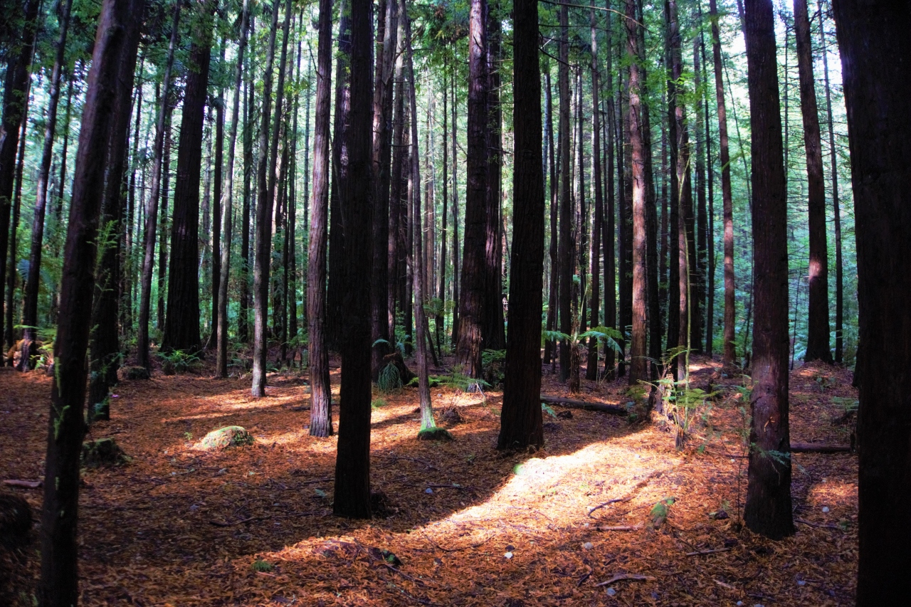 ニュージーランドがこんなに素敵なところだとは知らなかった レッドウッド The Whakarewarewa Forest ロトルア ニュージーランド の旅行記 ブログ By Photo旅さん フォートラベル