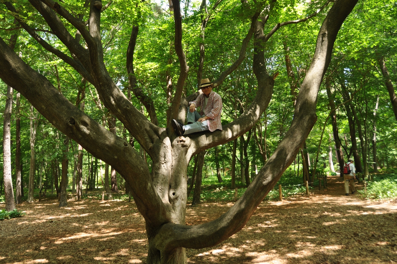 森を愉しむ 最高のフィトンチッド 赤城自然園 赤城山周辺 群馬県 の旅行記 ブログ By Mr チャングムさん フォートラベル