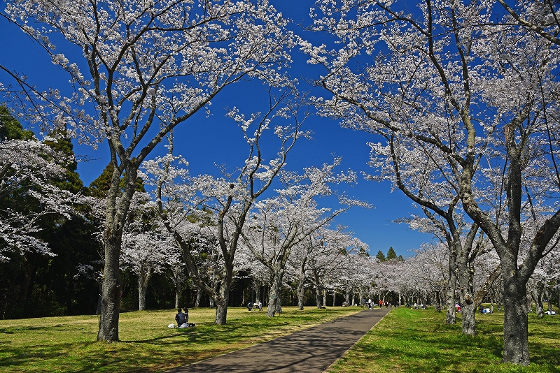 お花見19 In 千葉市内 栄福寺 平和公園 昭和の森 泉自然公園 富田の芝桜 千葉市 千葉県 の旅行記 ブログ By ダイスケitさん フォートラベル