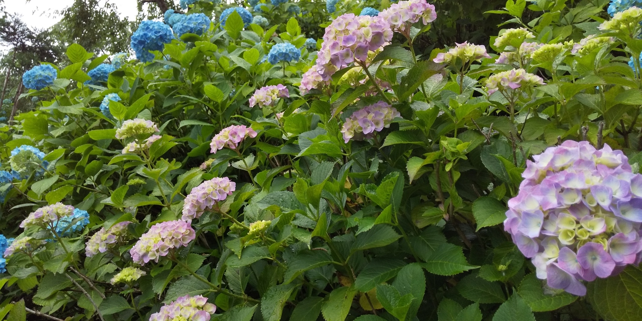 西国三十三所 善峯寺 三室戸寺 紫陽花めぐり 京都の旅行記 ブログ By ひこみんさん フォートラベル 西国三十三所 善峯寺 三室戸寺 紫陽花めぐり 京都の旅行記 ブログ By ひこみんさん フォートラベル