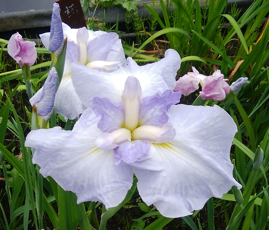 見頃の菖蒲が素敵でした 小田原 神奈川県 の旅行記 ブログ By Belleduneさん フォートラベル 見頃の菖蒲が素敵でした 小田原 神奈川県 の旅行記 ブログ By Belleduneさん フォートラベル