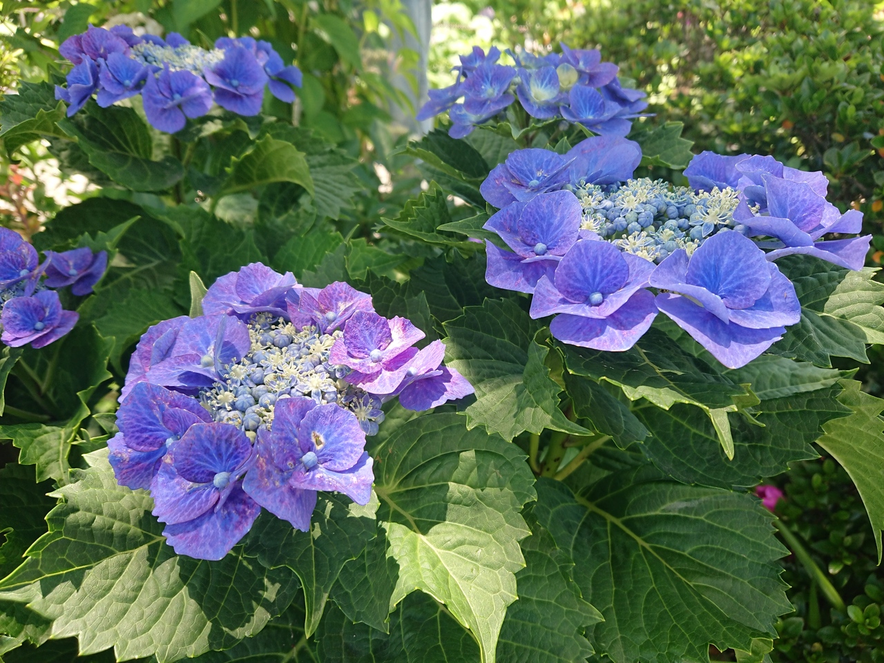 関東三大不動の高幡不動尊のあじさいまつり1906 日野 昭島 東京 の旅行記 ブログ By ち ずさん フォートラベル 関東三大不動の高幡不動尊のあじさいまつり1906 日野 昭島 東京 の旅行記 ブログ By ち ずさん フォートラベル