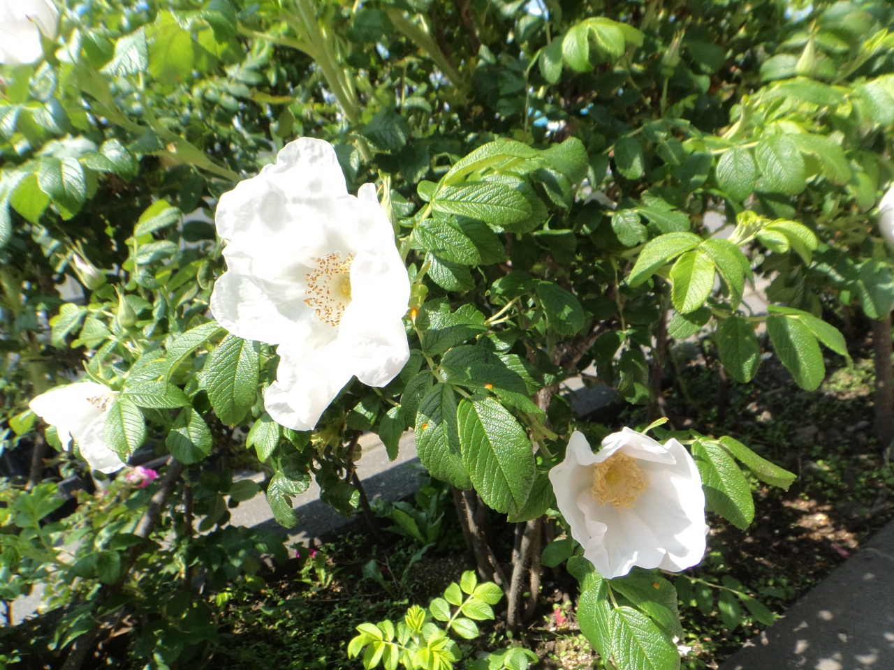 小清水方面に出かけたついでに原生花園に立ち寄りお花を眺めて来ました 網走 北海道 の旅行記 ブログ By Nimameさん フォートラベル