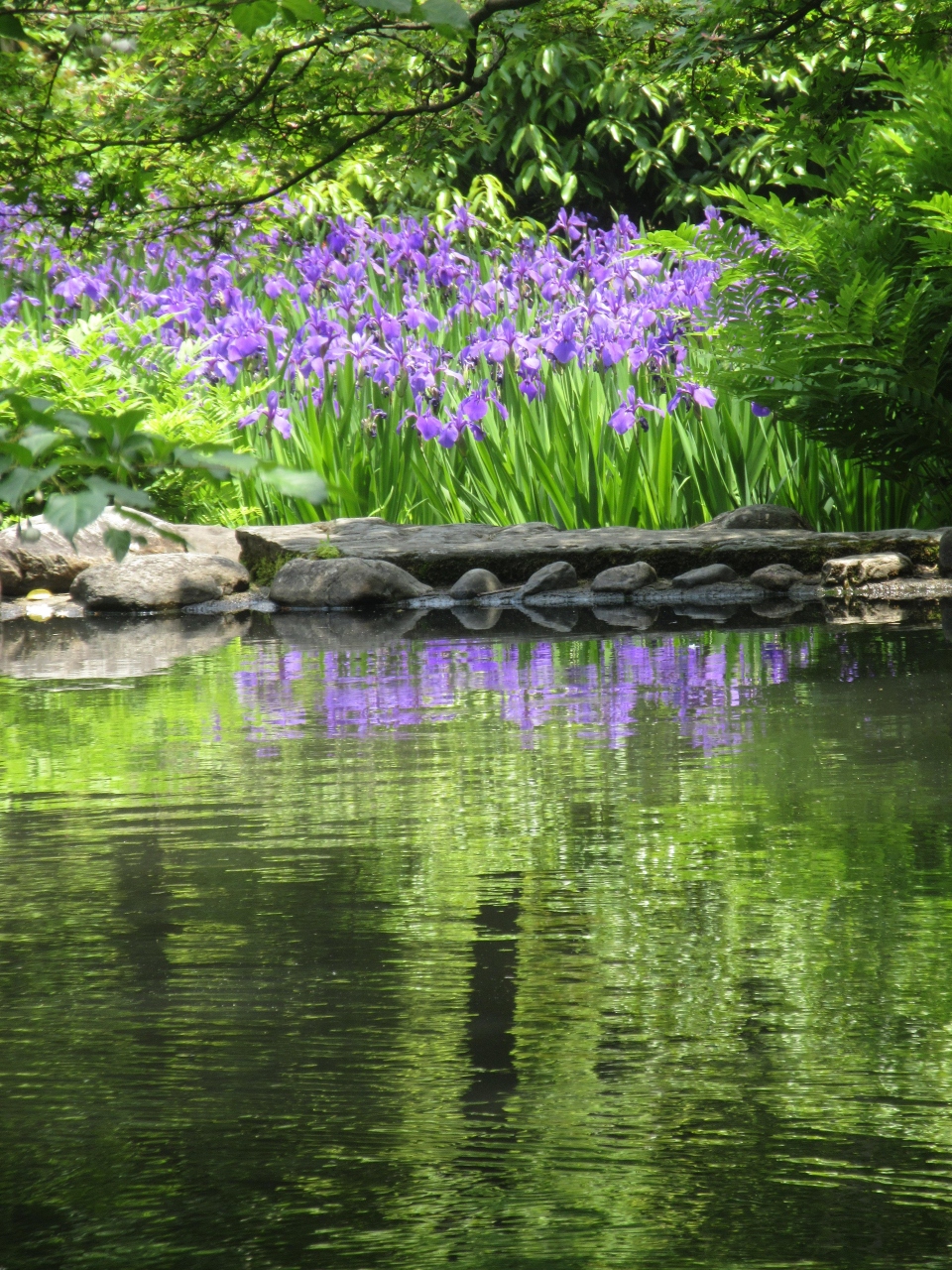 根津美術館へ尾形光琳の燕子花図と庭園の燕子花との競演 表参道 東京 の旅行記 ブログ By Yuririnさん フォートラベル 根津美術館へ尾形光琳の燕子花図と庭園の燕子花との競演 表参道 東京 の旅行記 ブログ By Yuririnさん フォートラベル