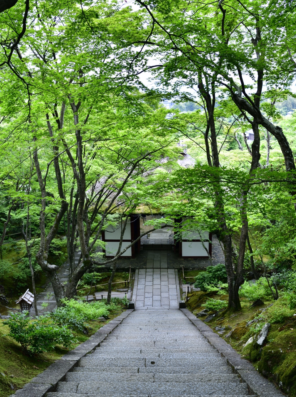 初夏の京都 青もみじが素敵で とても静かな嵯峨野の 常寂光寺 へ Z 嵐山 嵯峨野 太秦 桂 京都 の旅行記 ブログ By Medinaさん フォートラベル