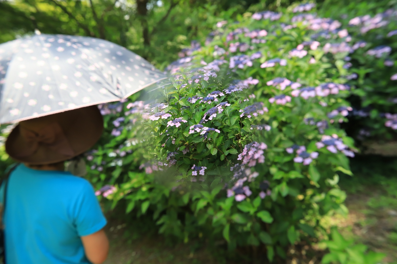 旅するイルカ 緑花センター 紫陽花観賞へ 岩出 紀の川 和歌山県 の旅行記 ブログ By イルカさん フォートラベル