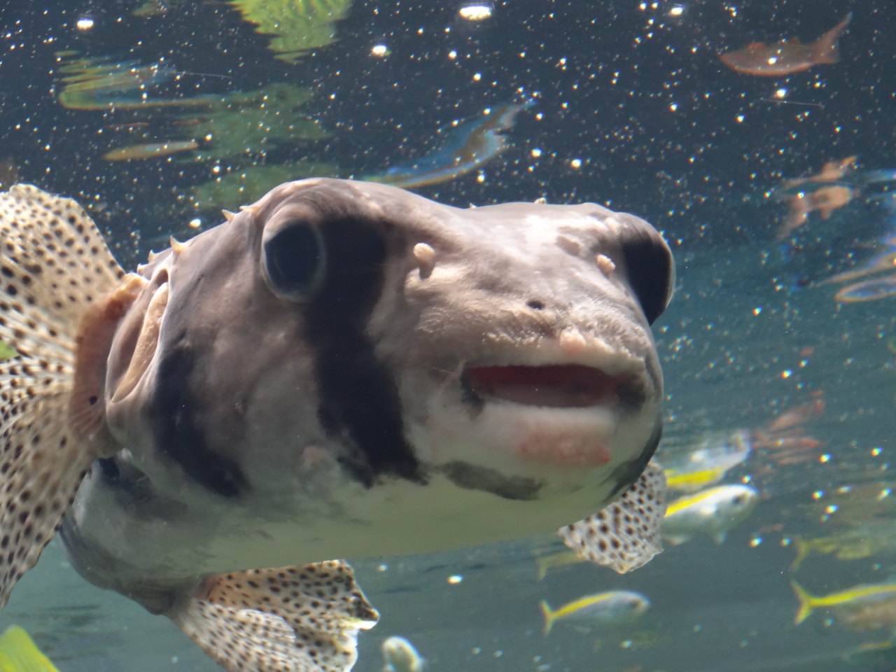 19年6月 大人の遠足 41 その２ 葛西臨海水族園 葛西 東京 の旅行記 ブログ By Mimicatさん フォートラベル