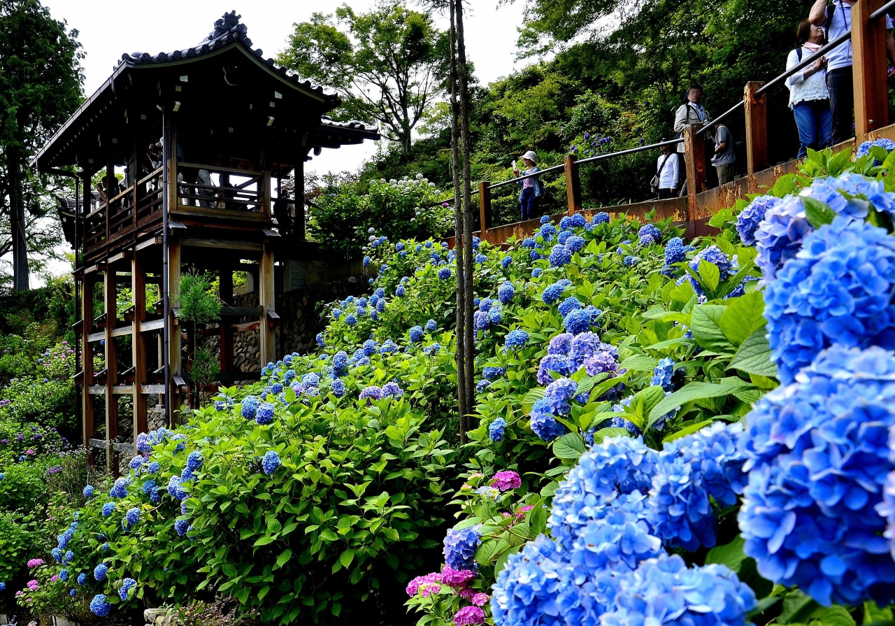 問柳尋花 京都西山 善峯寺 Part2 白山 桜 あじさい苑 京都の旅行記 ブログ By Montsaintmichelさん フォートラベル
