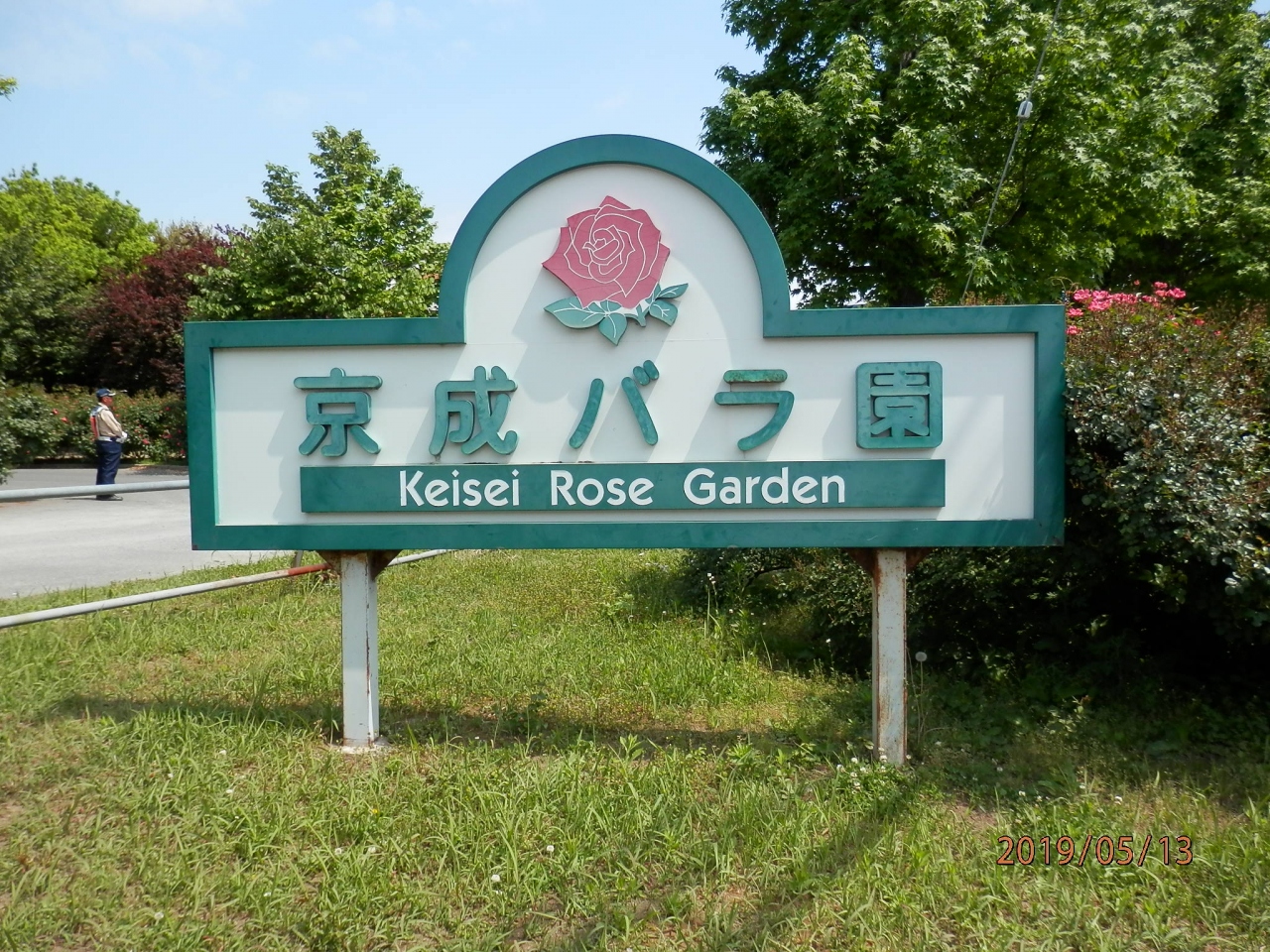 京成バラ園 凄すぎる 薔薇の種類 鎌ヶ谷 印西 八千代 千葉県 の旅行記 ブログ By Manarinさん フォートラベル