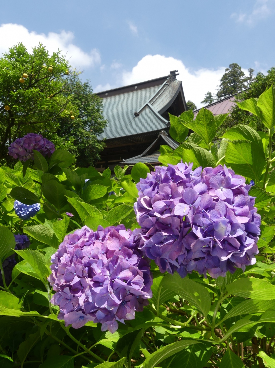 大中寺 のアジサイ 19 たくさんの花が綺麗に咲いていて見頃です 栃木市 大平町 栃木 壬生 都賀 栃木県 の旅行記 ブログ By Minamicazeさん フォートラベル