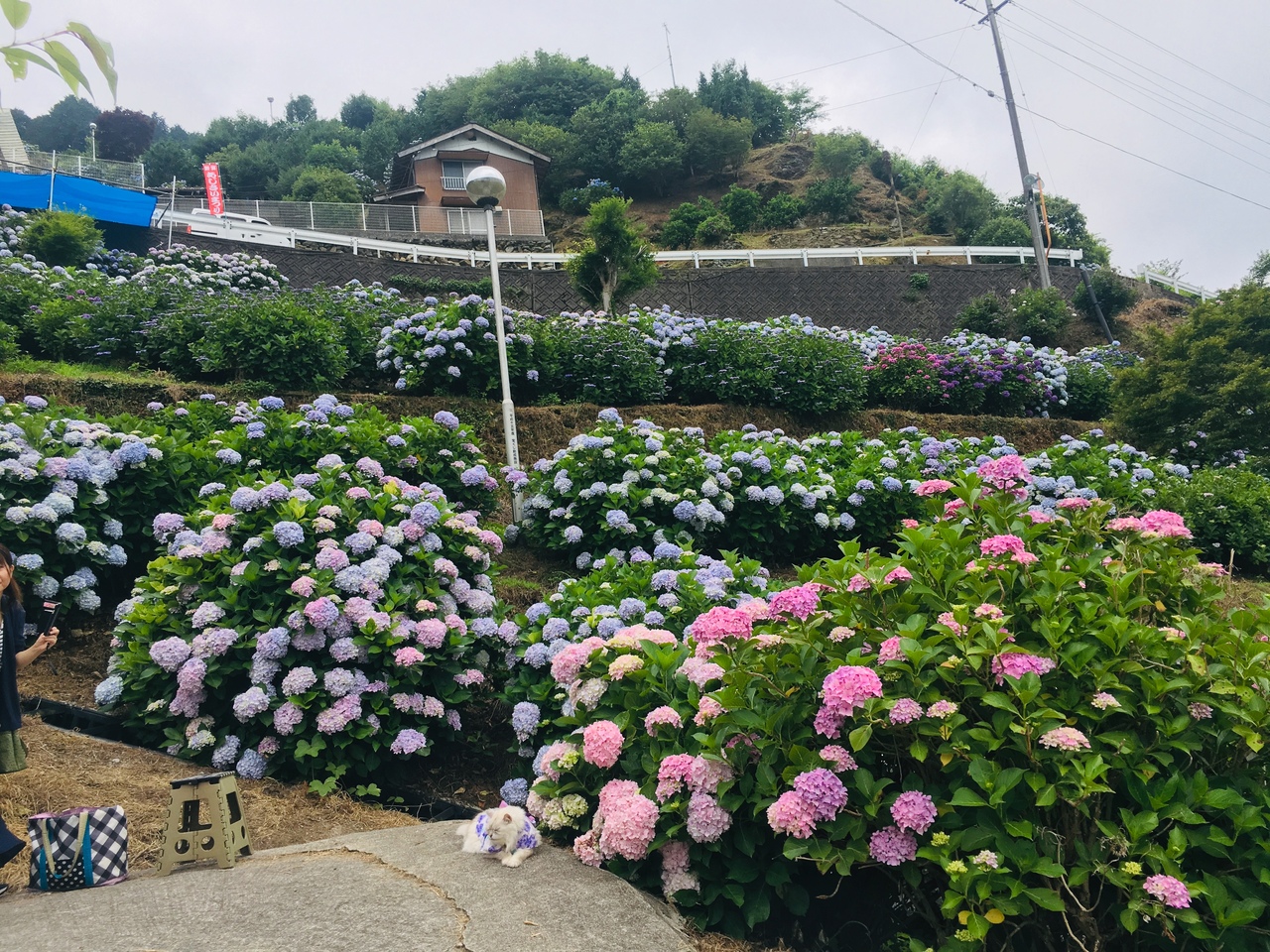 あじさい祭り 愛媛県の旅行記 ブログ By ヨネスさん フォートラベル
