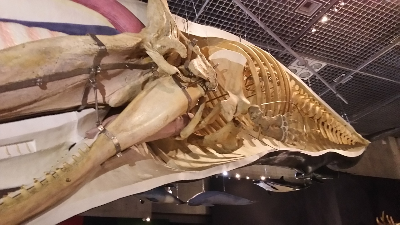 クジラの骨