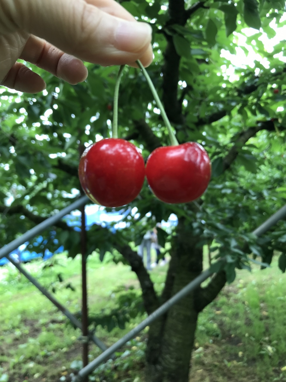 さくらんぼ狩り19 In山形 天童 山形県の旅行記 ブログ By ぱんらさん フォートラベル