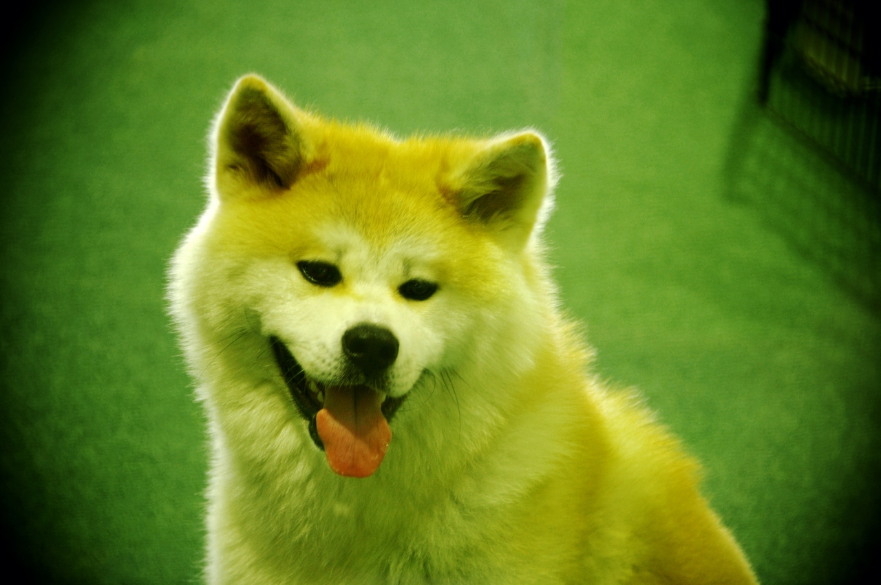 大館 秋田犬の里 へ 大館 秋田県 の旅行記 ブログ By ひま爺さん フォートラベル