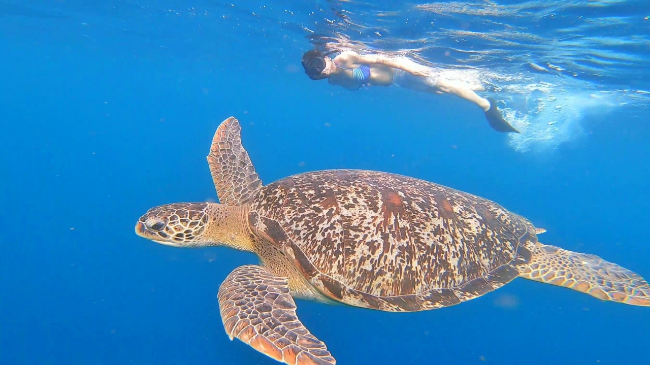 海亀の楽園 ギリ島の旅 ロンボク島 インドネシア の旅行記 ブログ By エクスプローラーojiさん フォートラベル