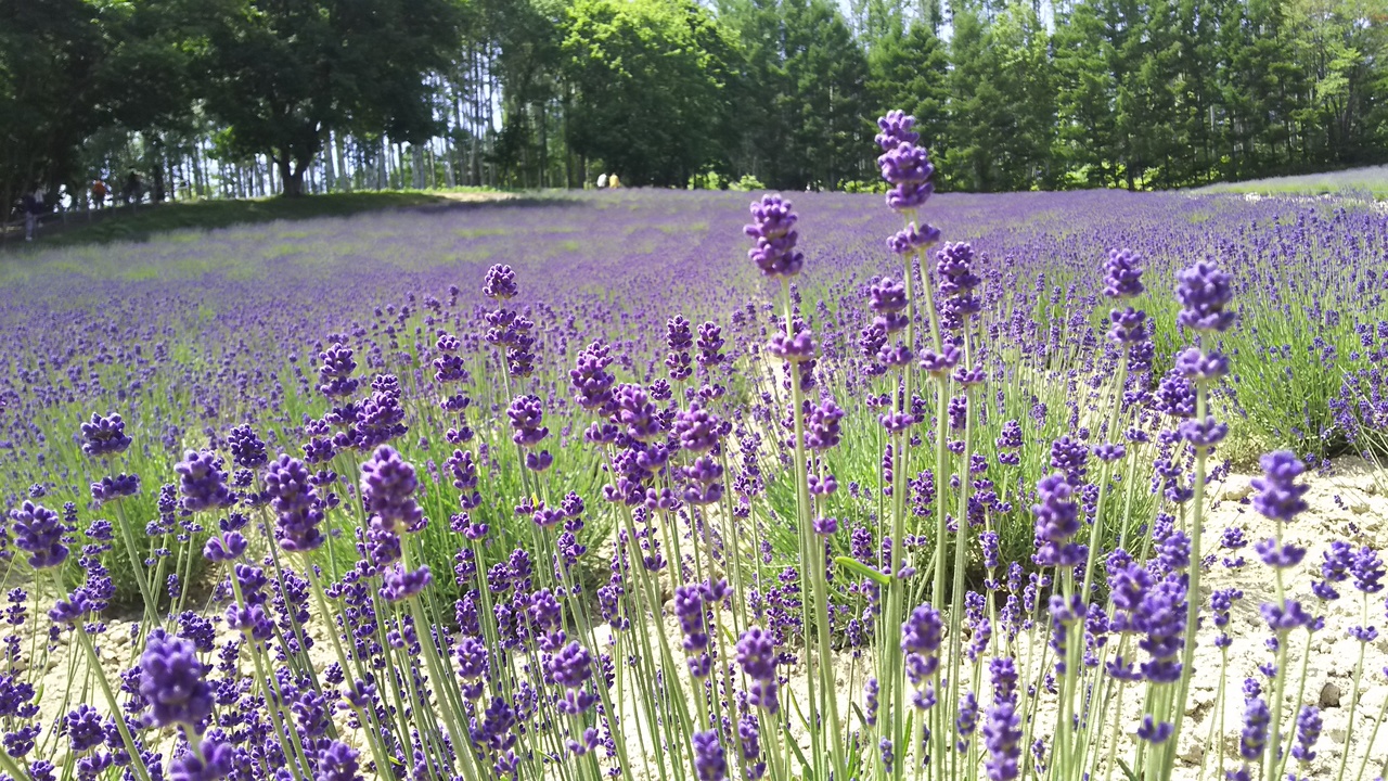 6月の美瑛と富良野へ行く 富良野 北海道 の旅行記 ブログ By さわらさん フォートラベル