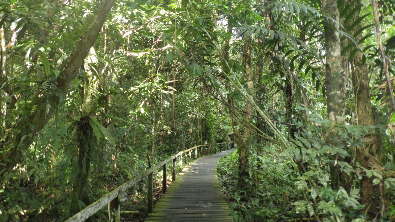 2019年ボルネオ旅行 グヌン ムル国立公園 グヌン ムル国立公園周辺 マレーシア の旅行記 ブログ By Dashxさん フォートラベル