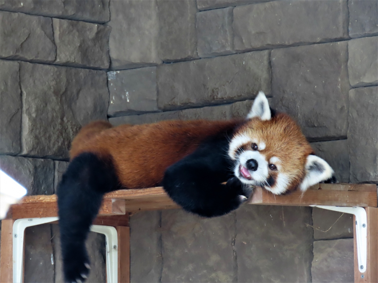 浜松市動物園 祝 キララちゃん出産 レッサーパンダの七夕イベント キララちゃんまさかの欠席でチイタ君一匹で頑張る 浜名湖 静岡県 の旅行記 ブログ By Jilllucaさん フォートラベル 浜松市動物園 祝 キララちゃん出産 レッサーパンダの七夕イベント キララちゃんまさかの欠席でチイタ君一匹で頑張る 浜名湖 静岡県 の旅行記 ブログ By Jilllucaさん フォートラベル