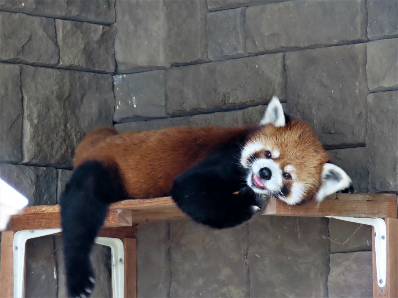 浜松 市 動物園