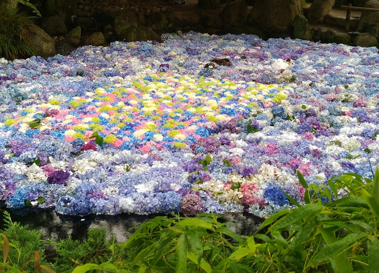 池に浮かべた紫陽花が素敵すぎる 雨引観音 桜川 茨城県 の旅行記 ブログ By Azuさん フォートラベル