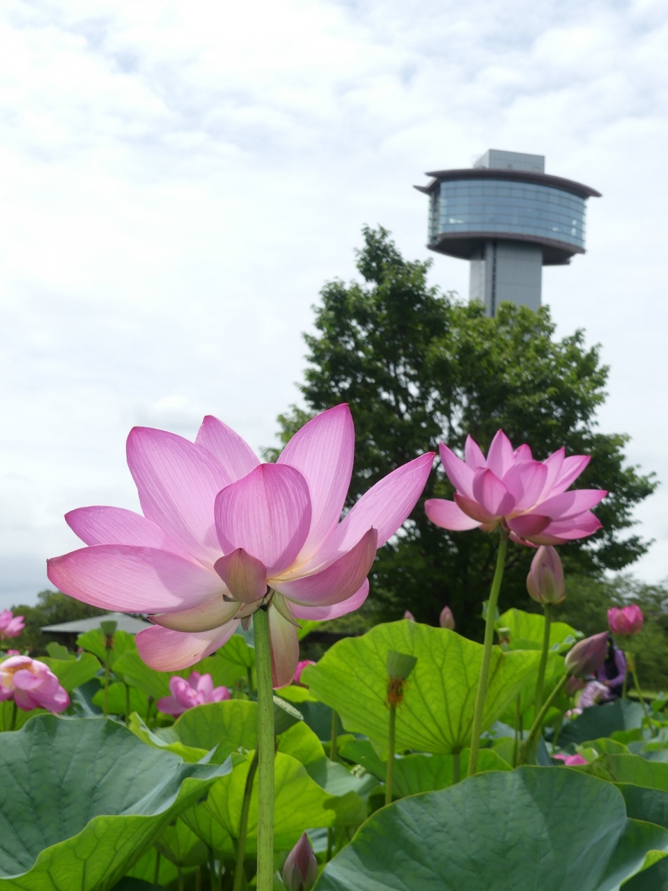 古代蓮の里 の花ハス 19 ややピーク過ぎの感 でも十分に見頃です 埼玉県 行田市 行田 羽生 加須 埼玉県 の旅行記 ブログ By Minamicazeさん フォートラベル