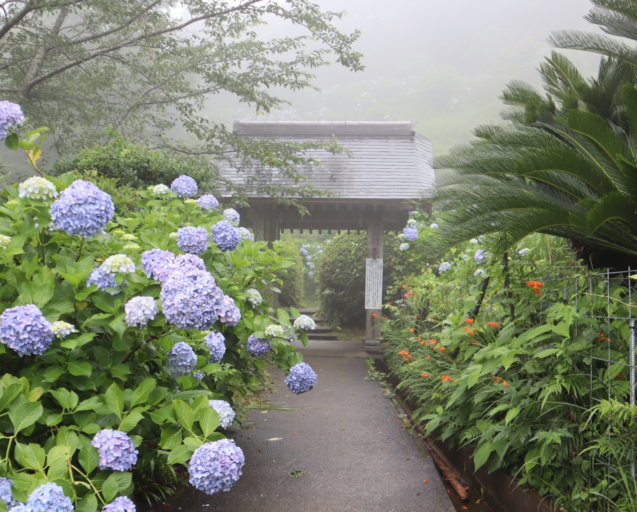 大多喜 市原散策 麻綿原高原に2万株の紫陽花が咲き誇る妙法生寺を訪ねます いすみ 大多喜 千葉県 の旅行記 ブログ By Yamajiさん フォートラベル 大多喜 市原散策 麻綿原高原に2万株の紫陽花が咲き誇る妙法生寺を訪ねます いすみ 大多喜 千葉県 の旅行記 ブログ By Yamajiさん フォートラベル