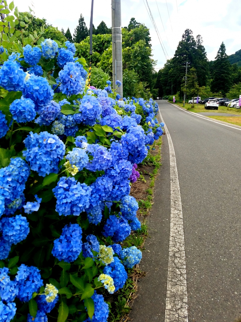 400種類の鮮やかな紫陽花が彩る みちのくあじさい園 一関 岩手県 の旅行記 ブログ By エカテリーナさん フォートラベル