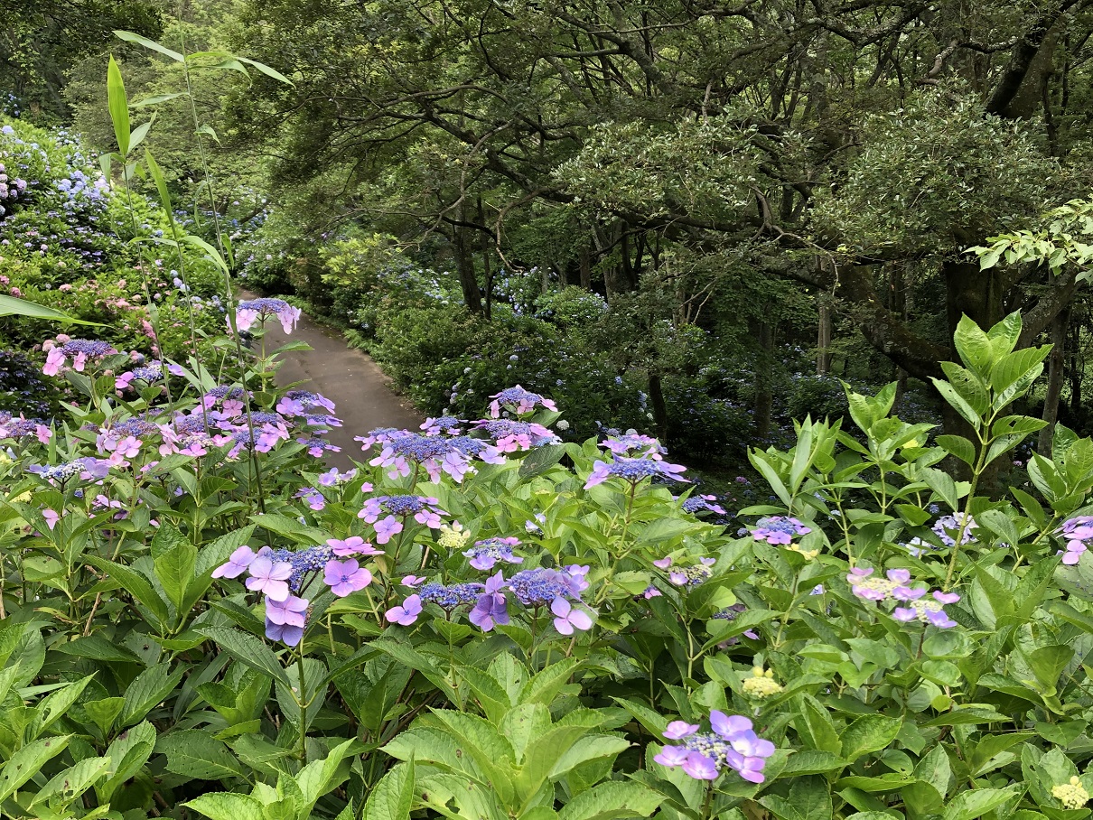 ぬかた園地 満開のあじさい園に行ってきました 生駒 宝山寺 奈良県 の旅行記 ブログ By 桃子さん フォートラベル