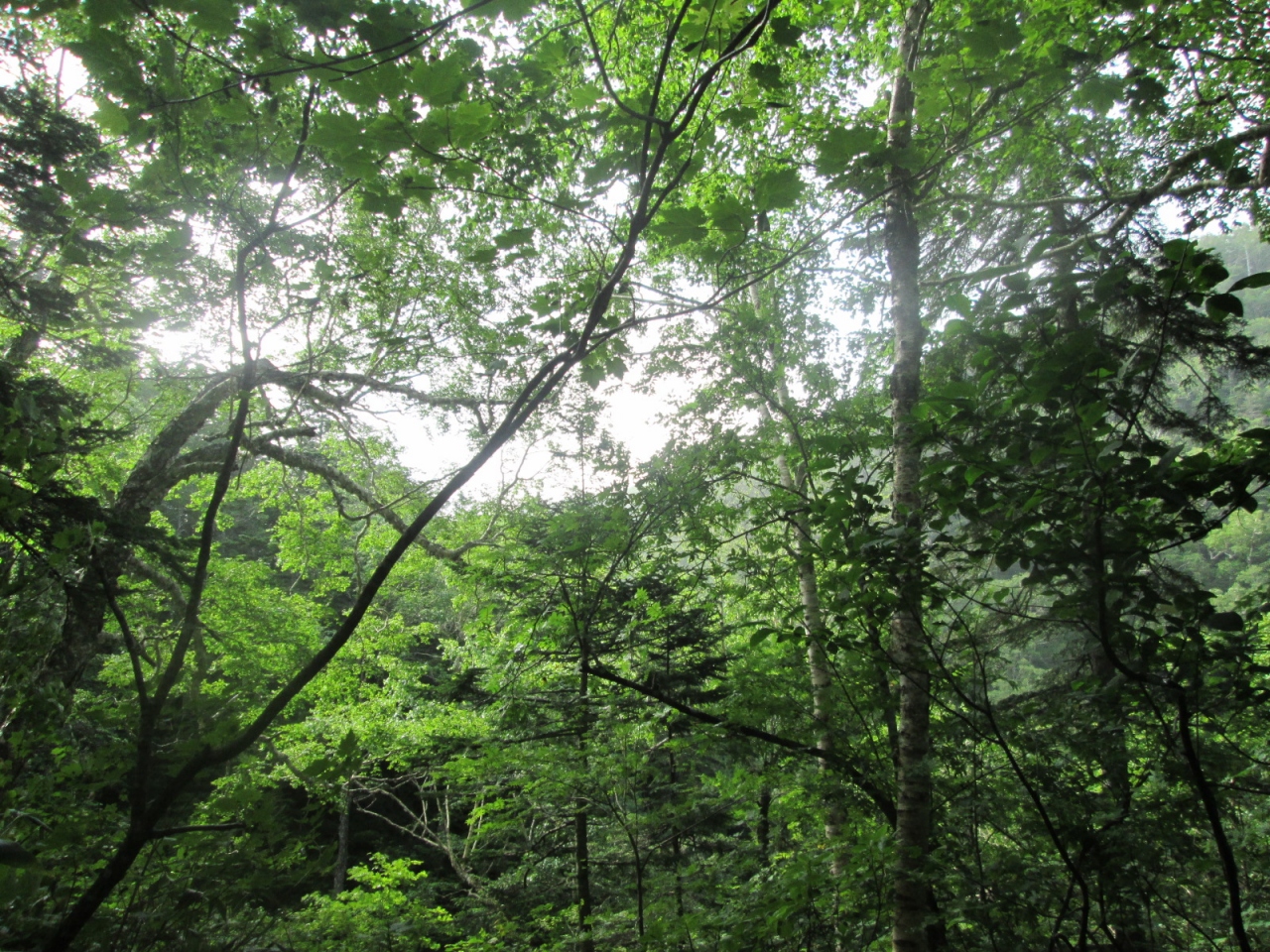 ニングルの森 原始ガ原を歩いたよ 富良野 北海道 の旅行記 ブログ By Akitaineさん フォートラベル ニングルの森 原始ガ原を歩いたよ 富良野 北海道 の旅行記 ブログ By Akitaineさん フォートラベル