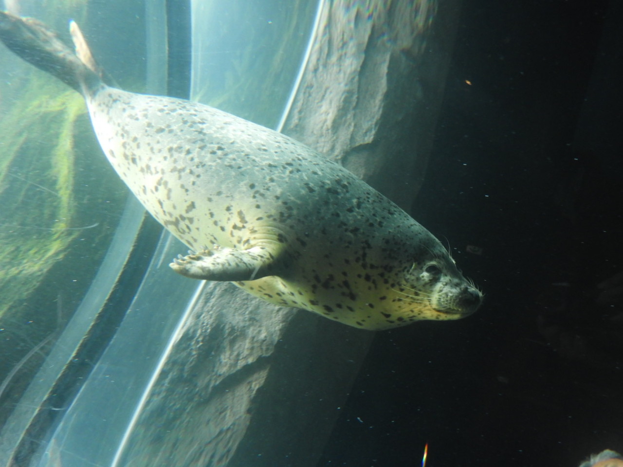 2019年7月 北海道離島旅 その5 旭山動物園 一部札幌含む 旭川 北海道 の旅行記 ブログ By ヤッシーさん フォートラベル 2019年7月 北海道離島旅 その5 旭山動物園 一部札幌含む 旭川 北海道 の旅行記 ブログ By ヤッシーさん フォートラベル
