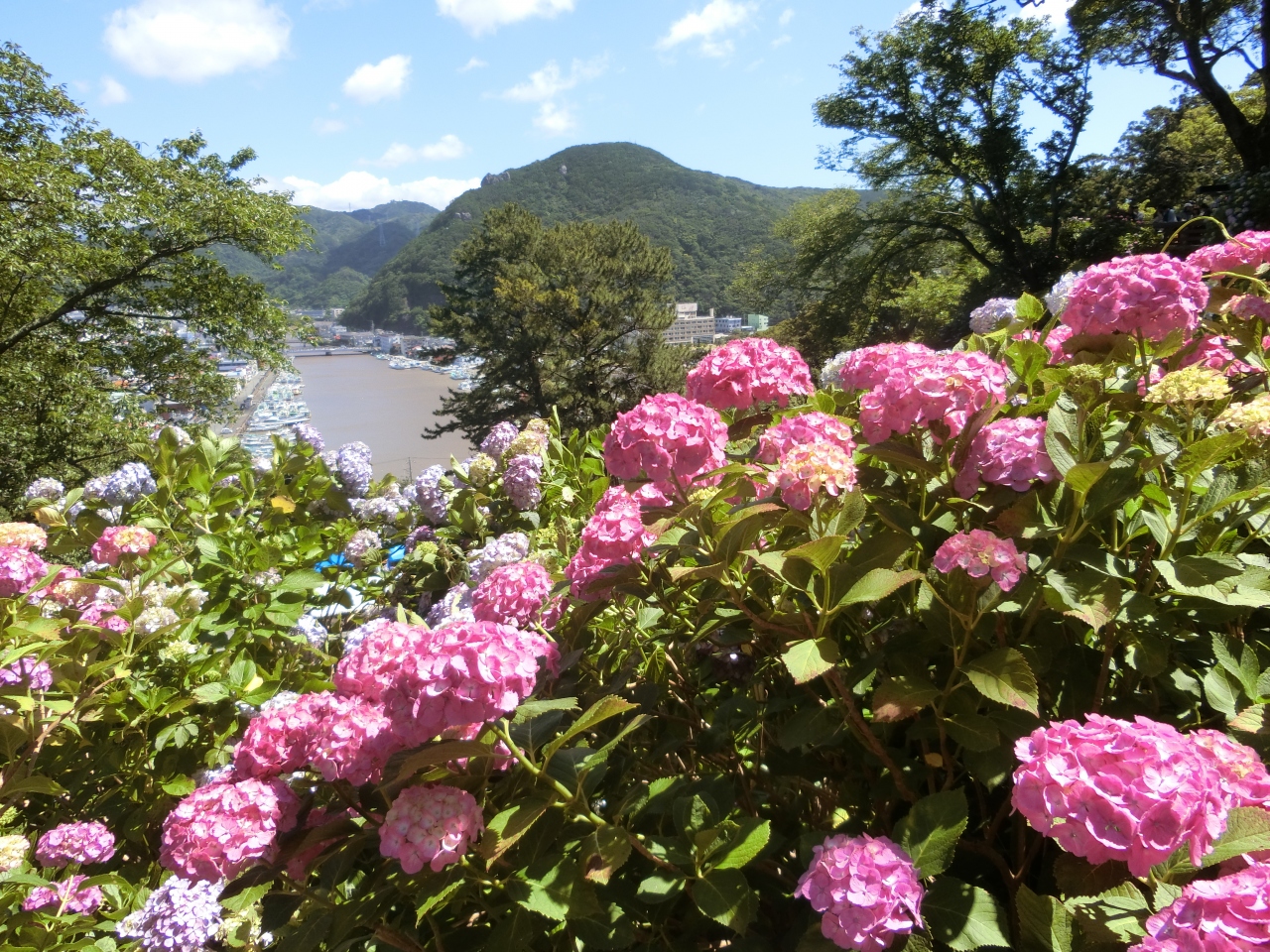 伊豆へ その5 下田あじさい祭りへ 下田 静岡県 の旅行記 ブログ By Nichiさん フォートラベル 伊豆へ その5 下田あじさい祭りへ 下田 静岡県 の旅行記 ブログ By Nichiさん フォートラベル