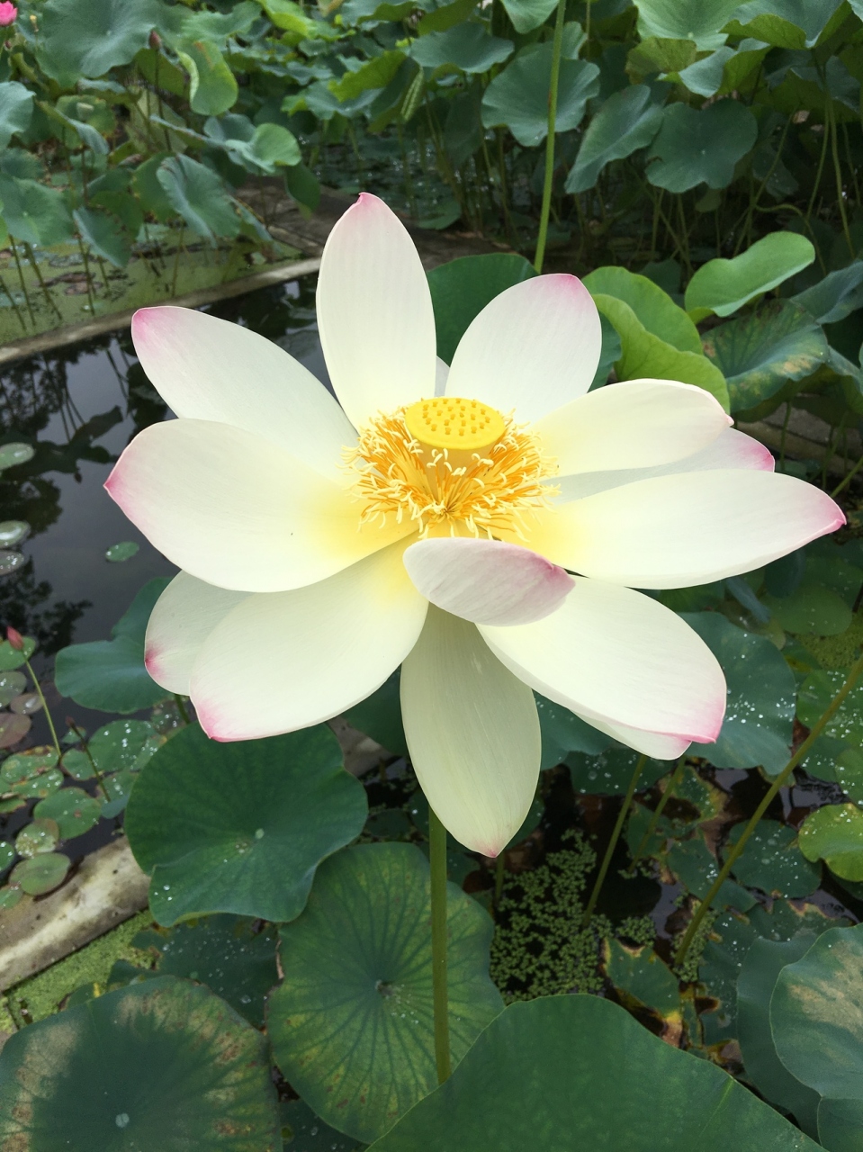 ハス見本園 小平 西東京 東京 の旅行記 ブログ By がり子さん フォートラベル ハス見本園 小平 西東京 東京 の旅行記 ブログ By がり子さん フォートラベル