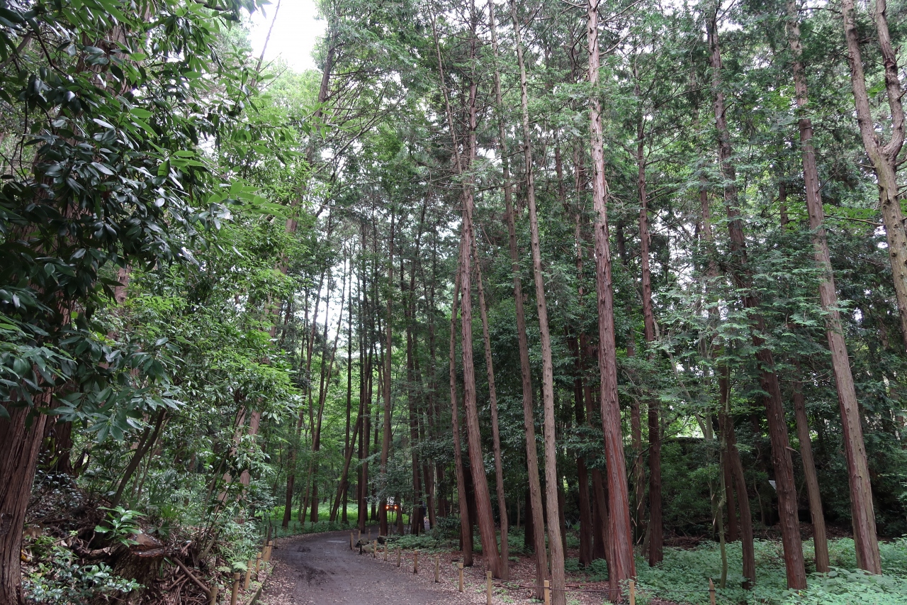 泉の森 神奈川県大和市 へ 大和 神奈川県 の旅行記 ブログ By Fuji26さん フォートラベル 泉の森 神奈川県大和市 へ 大和 神奈川県 の旅行記 ブログ By Fuji26さん フォートラベル