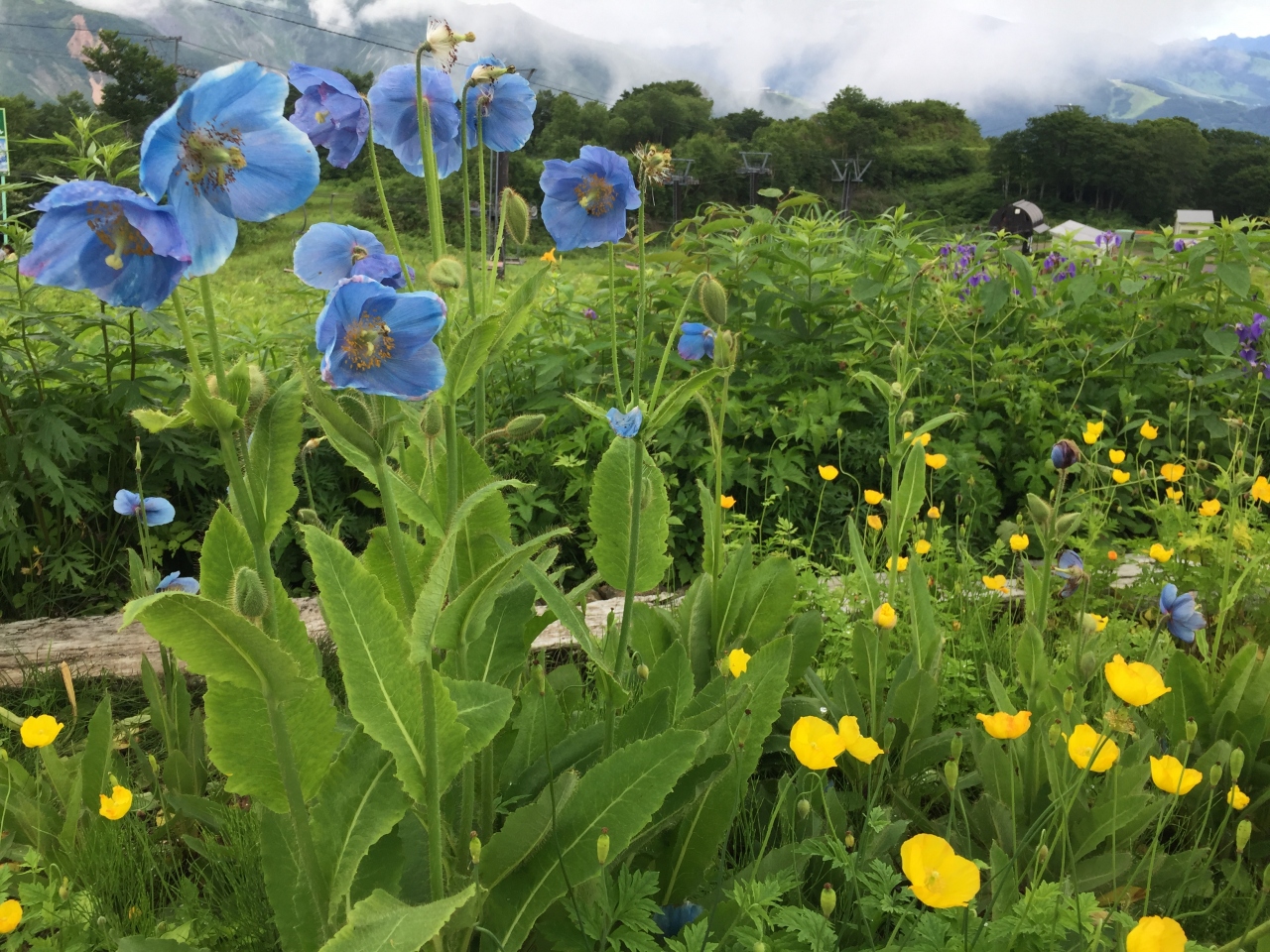 初夏の白馬五竜高山植物園 ヒマラヤの青いケシ 五竜 長野県 の旅行記 ブログ By Flocons De Neigeさん フォートラベル