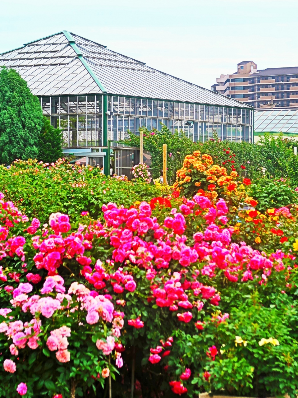 京成バラ園 3 フランス式整形庭園 ポール アーチ 立体的に見せ 品種名をていねいに 鎌ヶ谷 印西 八千代 千葉県 の旅行記 ブログ By マキタン２さん フォートラベル