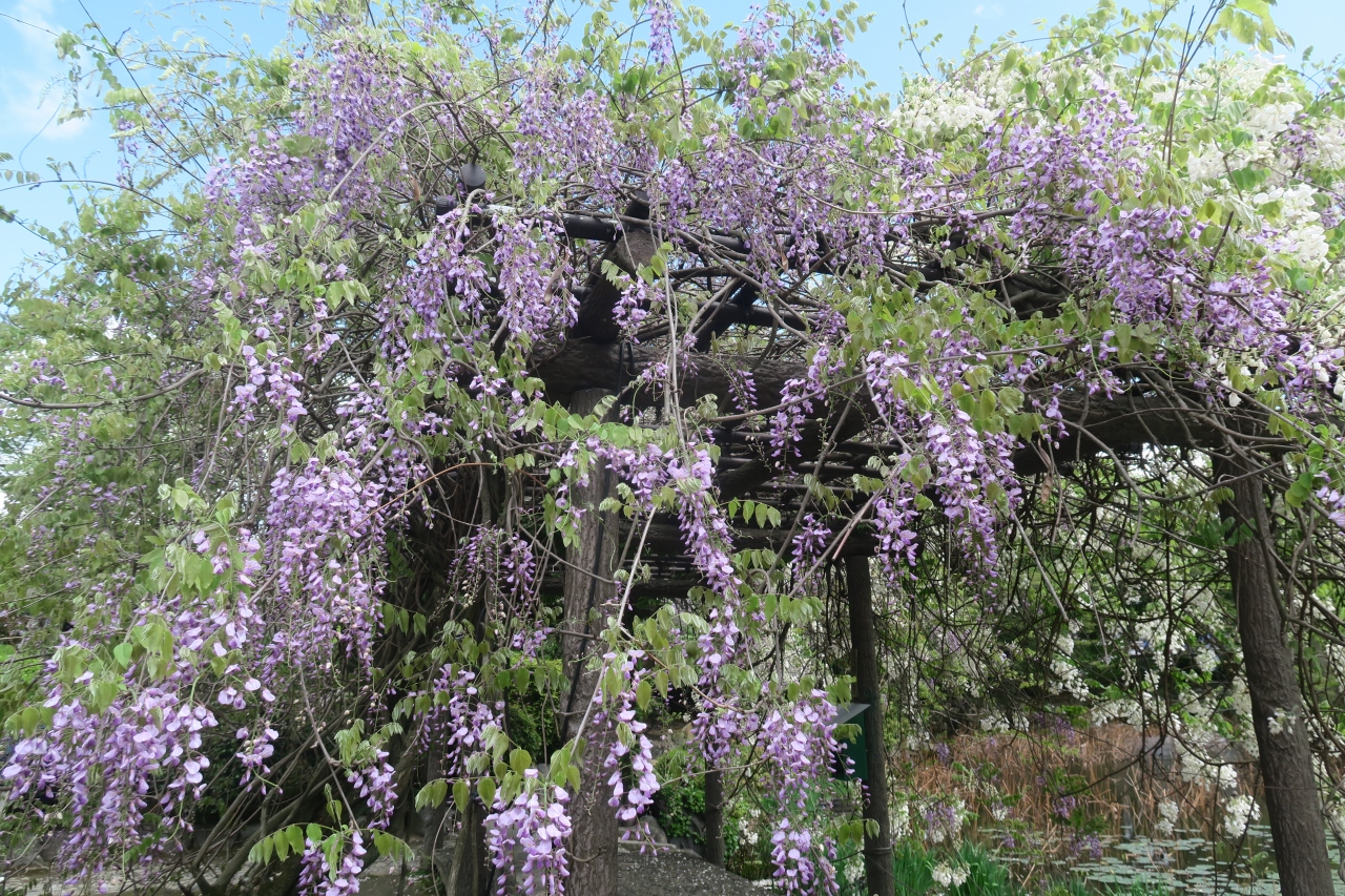 藤の京都 山科 京都 の旅行記 ブログ By Wfさん フォートラベル 藤の京都 山科 京都 の旅行記 ブログ By Wfさん フォートラベル