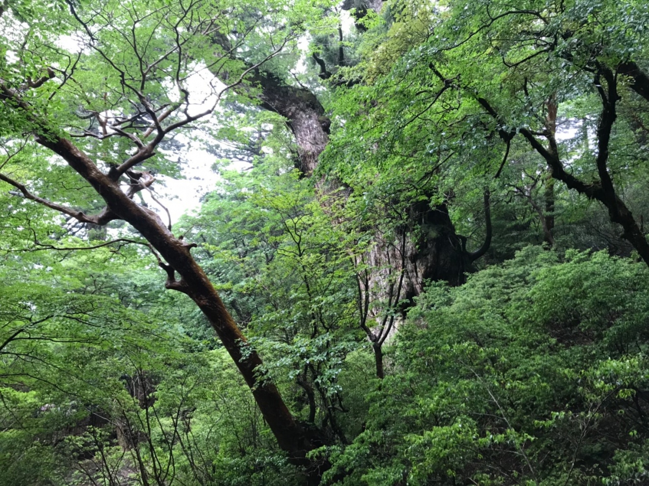 念願の屋久島旅行 縄文杉トレッキング 屋久島 鹿児島県 の旅行記 ブログ By Maimaiさん フォートラベル