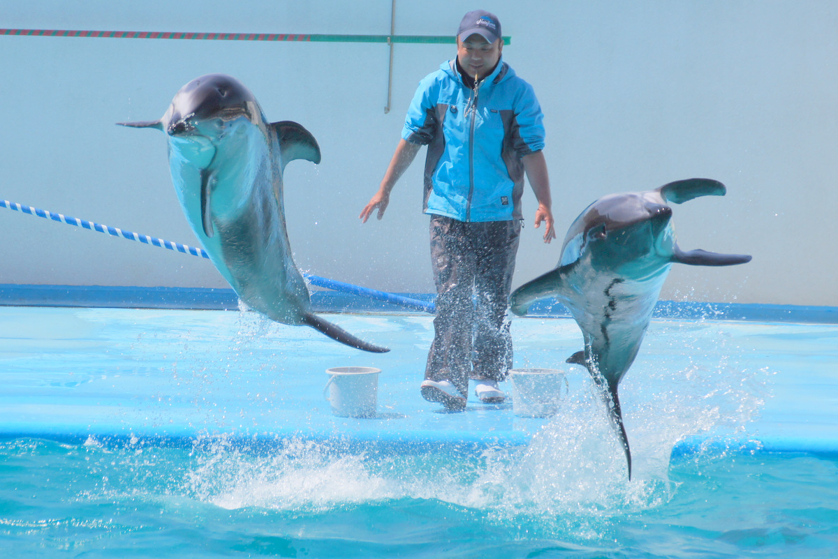 Gw明けの石川県で動物たちに会ってきたお話 6 のとじま水族館と帰宅の部 能登島 石川県 の旅行記 ブログ By しろんさん フォートラベル Gw明けの石川県で動物たちに会ってきたお話 6 のとじま水族館と帰宅の部 能登島 石川県 の旅行記 ブログ By しろんさん フォートラベル