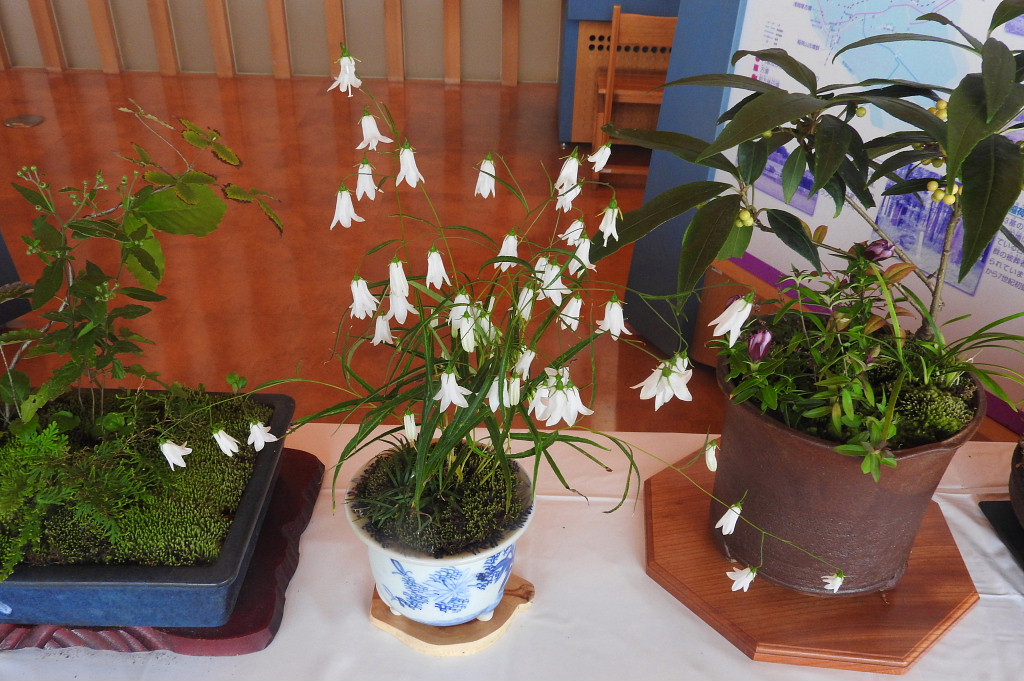 秋の山野草展 17 1 前編 潮来 茨城県 の旅行記 ブログ By 潮来メジロさん フォートラベル 秋の山野草展 17 1 前編 潮来 茨城県 の旅行記 ブログ By 潮来メジロさん フォートラベル