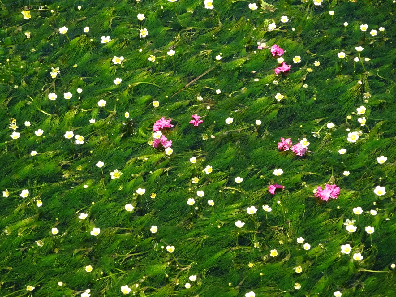 梅花藻を見に醒ヶ井宿へ行きました 米原 滋賀県 の旅行記 ブログ By ちー坊さん フォートラベル