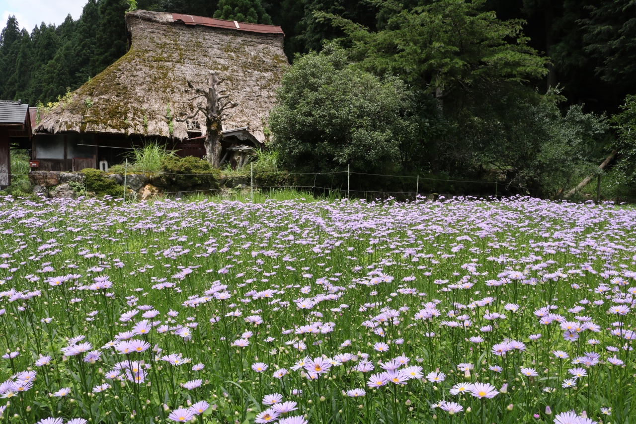 まるで紫のじゅうたん 京都の山里 久多に美しく咲く北山友禅菊 京都の旅行記 ブログ By みちるさん フォートラベル