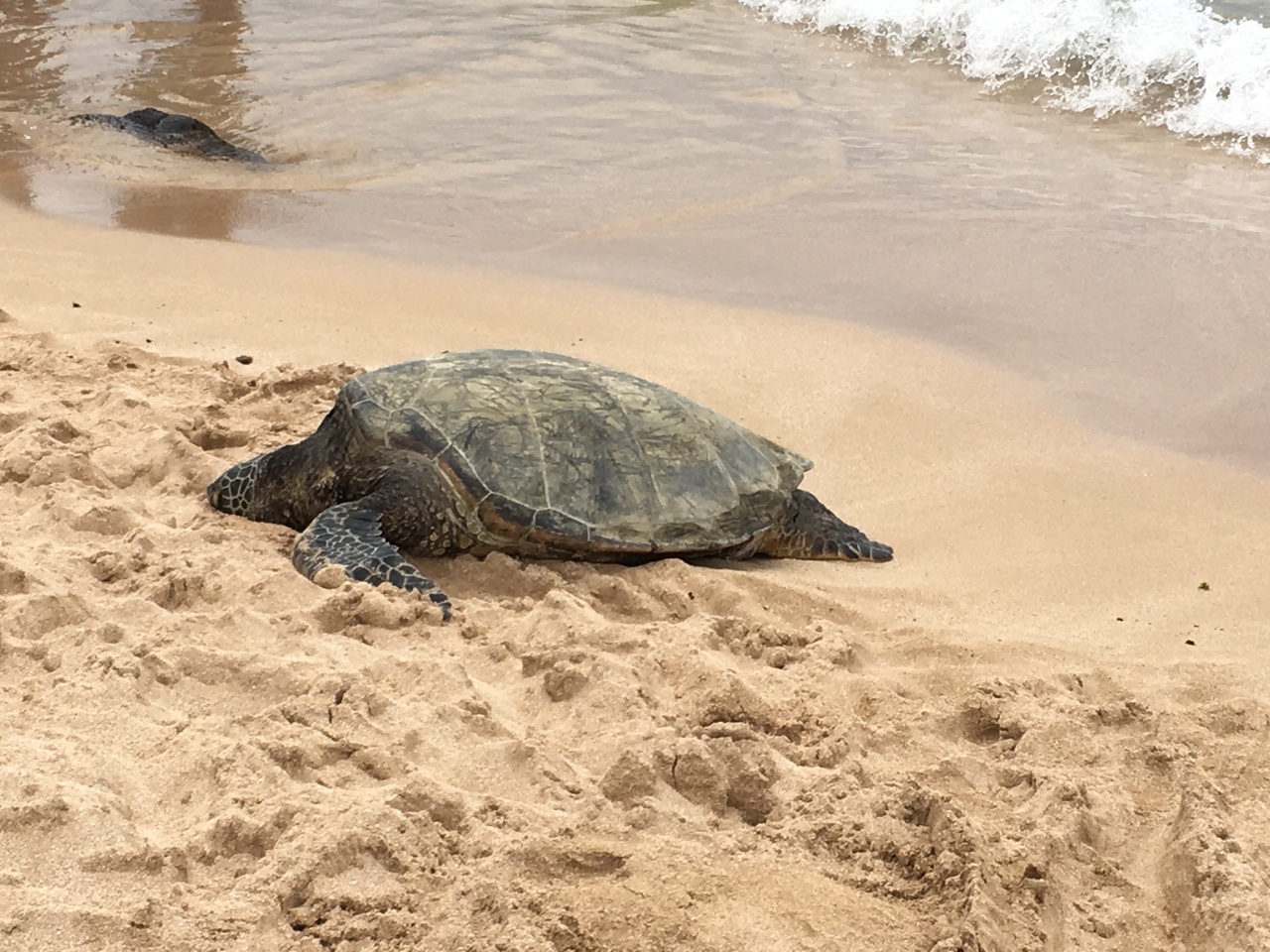 19夏休みハワイ 2 マリオッツ コオリナ ビーチクラブ6泊8日 オアフ島 ハワイ の旅行記 ブログ By みずたまさん フォートラベル