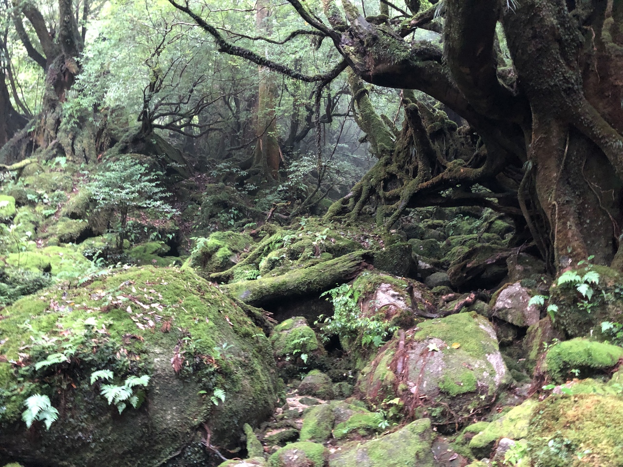 屋久島 19夏 屋久島 鹿児島県 の旅行記 ブログ By 旅の空さん フォートラベル
