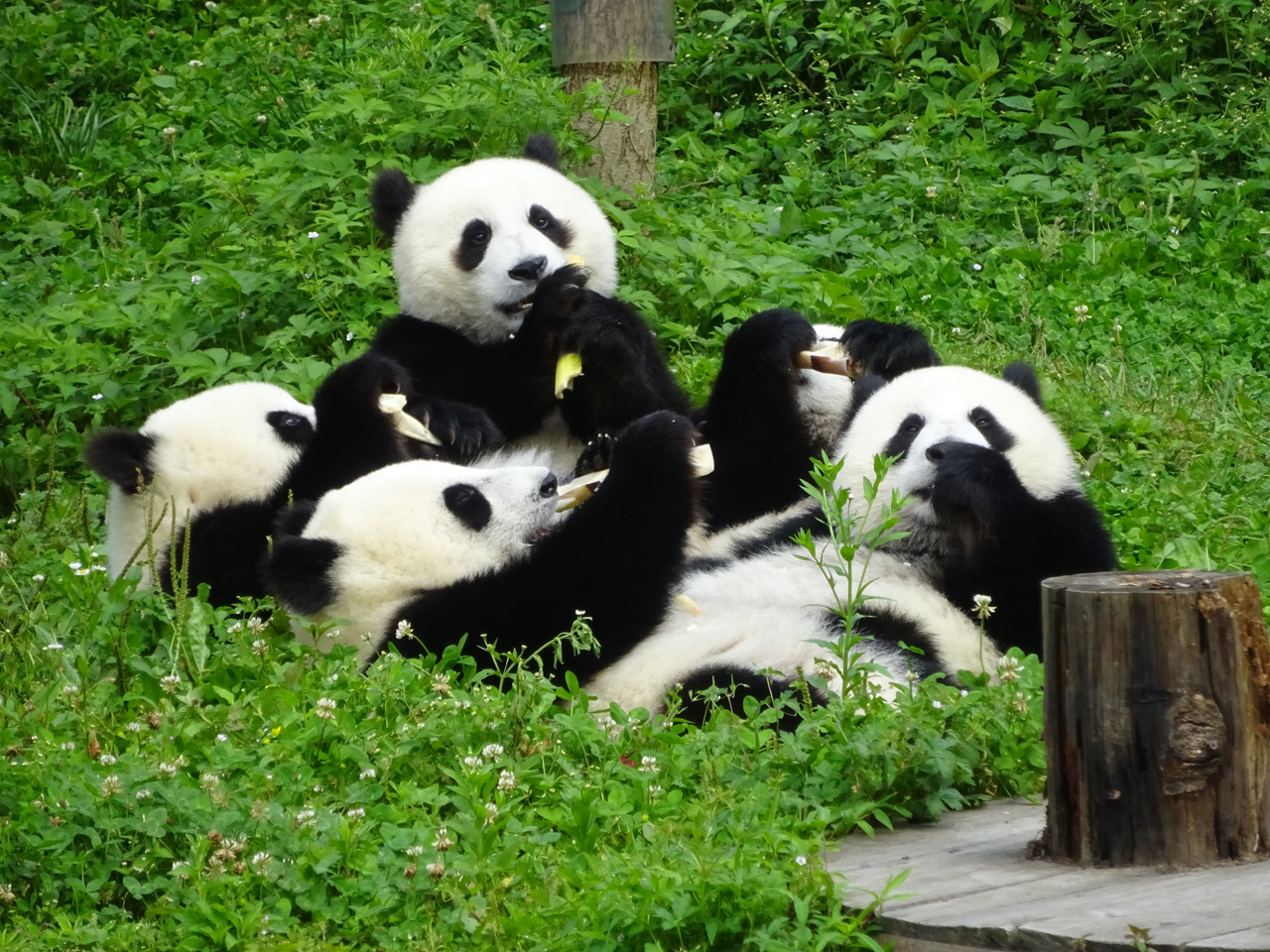 憧れのパンダ聖地 成都でジャイアントパンダ三昧 成都 中国 の旅行記 ブログ By 葉月さん フォートラベル