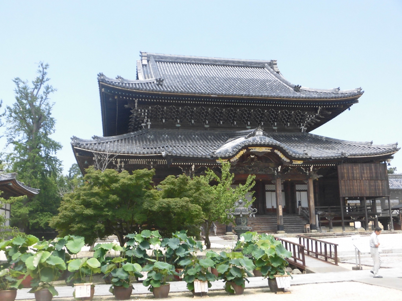 津 専修寺さんの蓮 津 三重県 の旅行記 ブログ By まやさん フォートラベル 津 専修寺さんの蓮 津 三重県 の旅行記 ブログ By まやさん フォートラベル