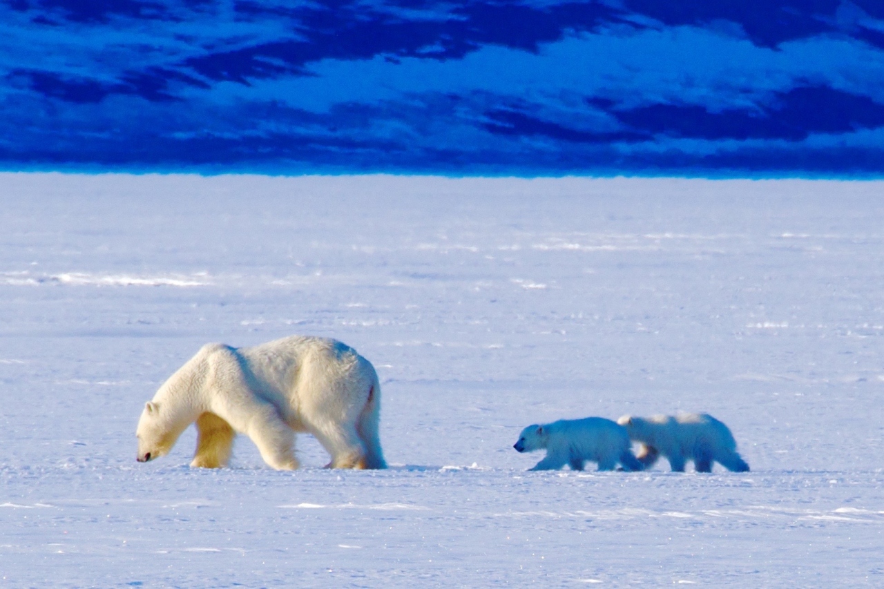 北極諸島 Arctic Archipelago Japaneseclass Jp 北極諸島 Arctic Archipelago Japaneseclass Jp