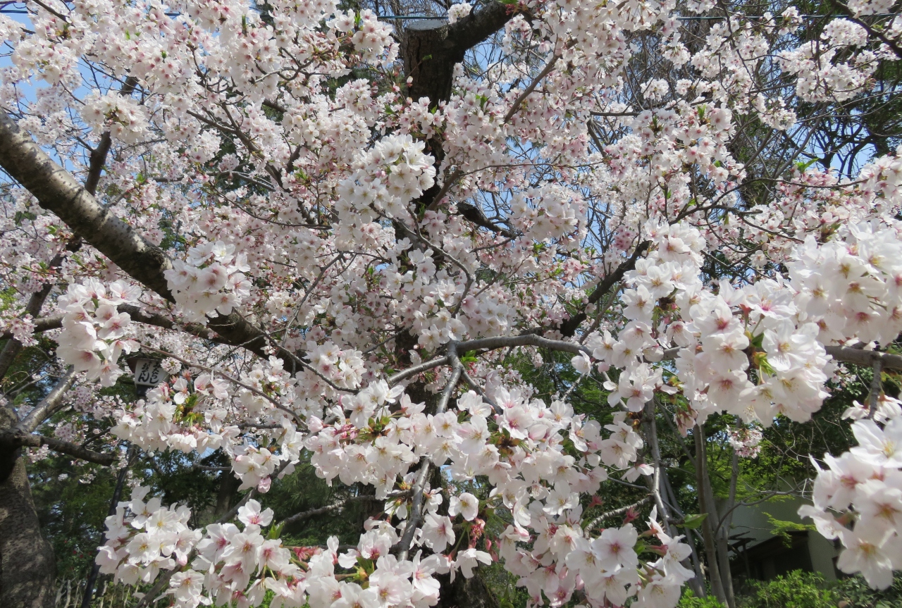 19春 鶴舞公園から名古屋城への桜探訪 2 4月7日 2 鶴舞公園 椿 花菖蒲園 トネリコ 楓の新緑 鶴舞 堀田 愛知県 の旅行記 ブログ By 旅人のくまさんさん フォートラベル 19春 鶴舞公園から名古屋城への桜探訪 2 4月7日 2 鶴舞公園 椿 花菖蒲園 トネリコ 楓の新緑 鶴舞 堀田 愛知県 の旅行記 ブログ By 旅人のくまさんさん フォートラベル