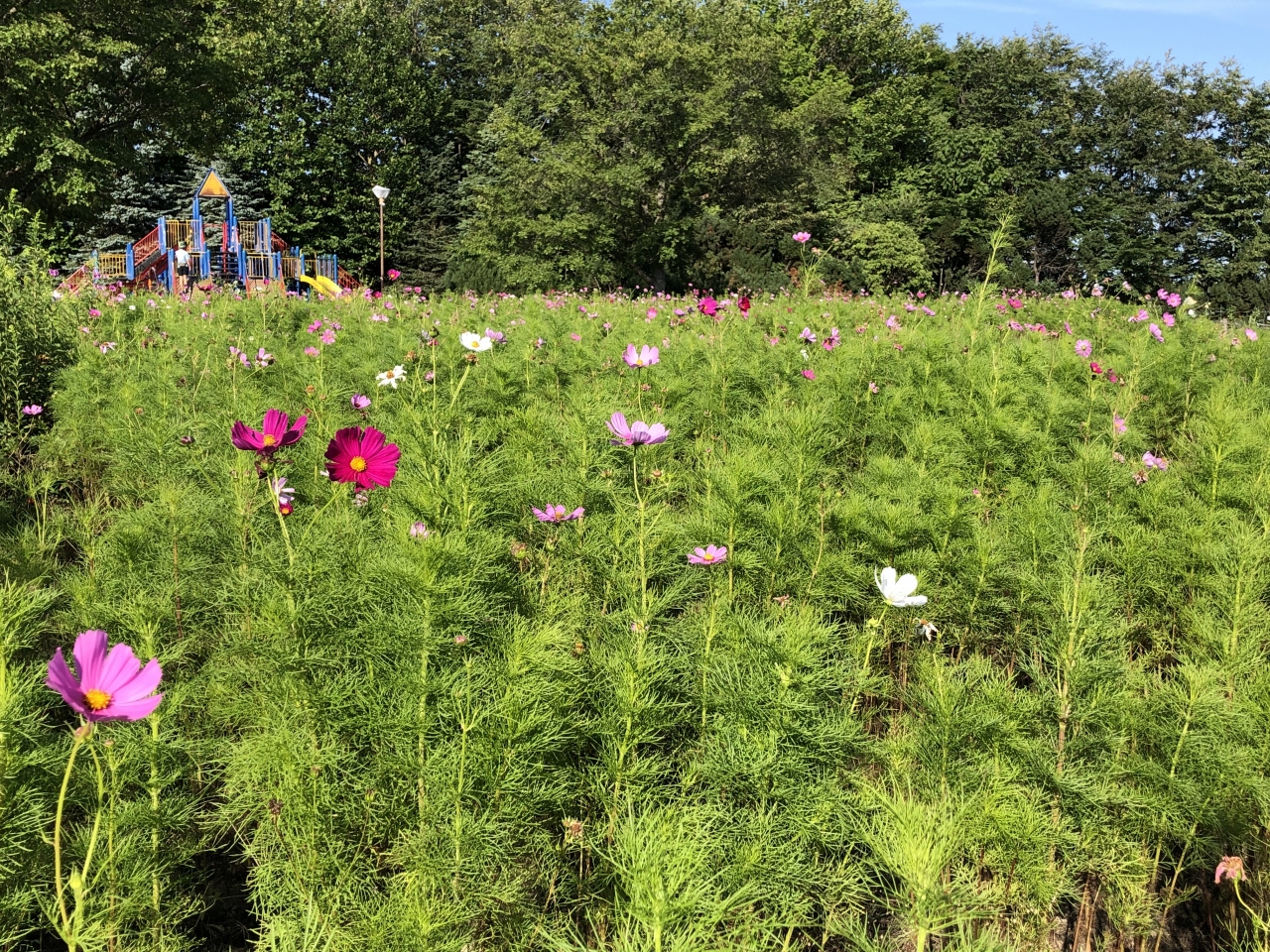 19 8 夏 の終わり の百合が原公園 札幌 北海道 の旅行記 ブログ By 会長さん フォートラベル