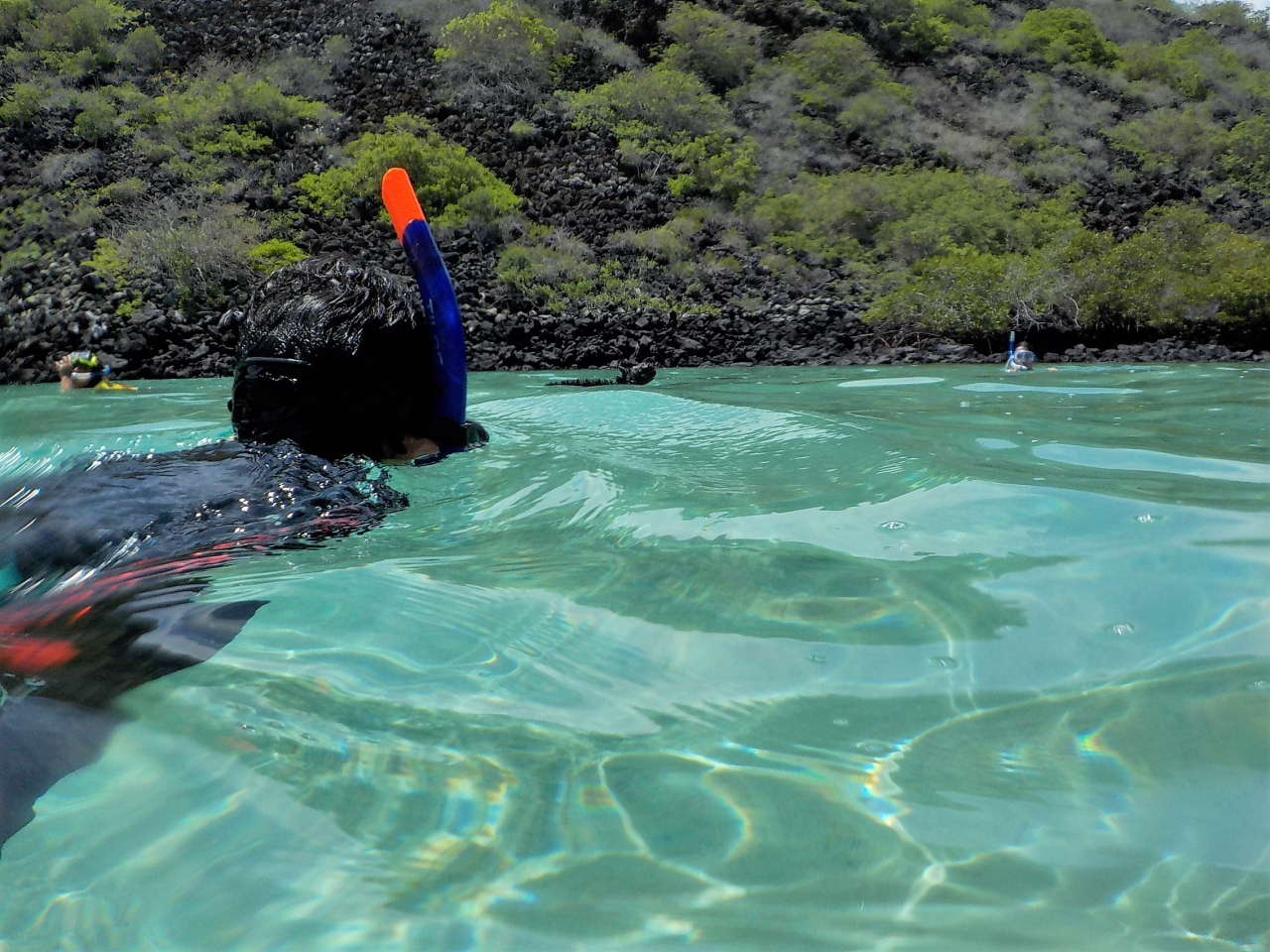 ガラパゴス旅その６ サメまでいた ガラパゴスで海の生き物に囲まれる ガラパゴス エクアドル の旅行記 ブログ By かっちゃんさん フォートラベル